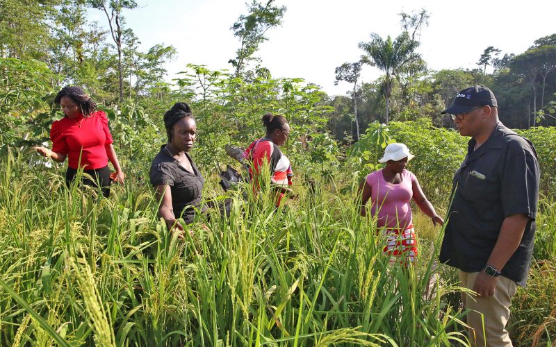 De route naar herstel: een nieuwe mogelijkheid voor Surinaamse rijst