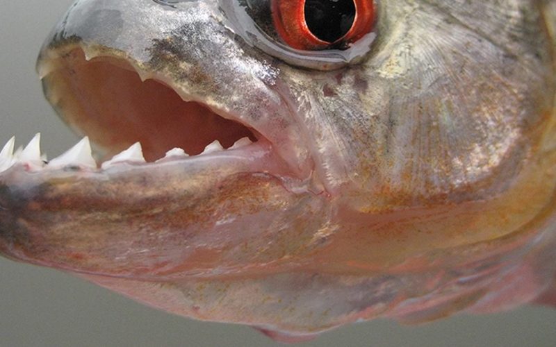 Gouddelver in geslachtsdeel gebeten door piranha