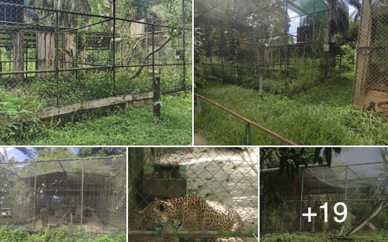 Kritiek op achterhaalde dierentuin in Suriname: Bezoeker pleit voor vernieuwing en dierenwelzijn