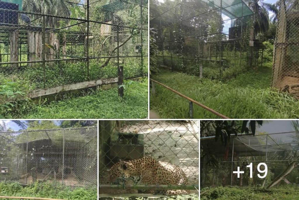 Paramaribo Zoo met bezoekers, dierenverblijven en educatieve activiteiten, als symbool van samenwerking en behoud.