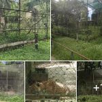 Paramaribo Zoo erkent dat dingen niet altijd vlekkeloos gaan – roept samenleving om ondersteuning